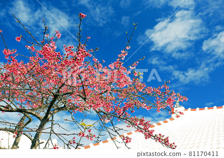 Okinawa, the earliest cherry blossom in Japan, Kanhi-zakura, Hi-kan-zakura Okinawa, the earliest cherry blossom in Japan, Kanhi-zakura, Hi-kan-zakura 81170411