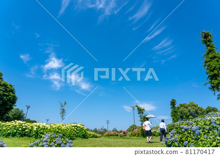 三重縣津市風早之裡的白色繡球花安娜貝爾山 三重縣津市風早之裡的白色繡球花安娜貝爾山 81170417