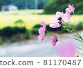 Cosmos and ear rice 81170487
