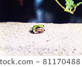 Japanese black frog 81170488