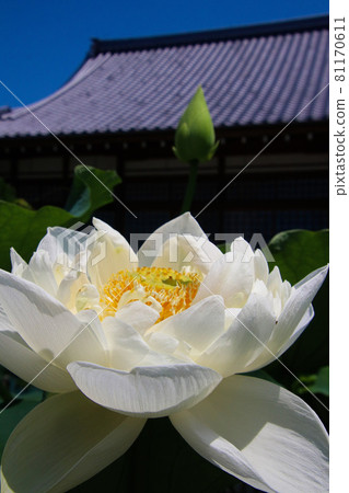 白蓮花與大殿 81170611