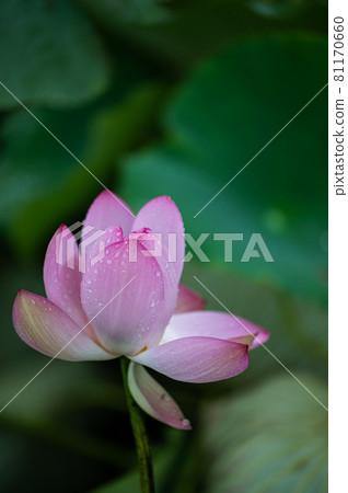 蓮藕花蓮田風光 蓮藕花蓮田風光 81170660