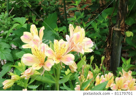 Alstroemeria blooms vigorously without being overwhelmed by the heat Alstroemeria blooms vigorously without being overwhelmed by the heat 81170701