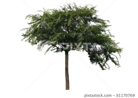 樹,樹,樹隔離在白色背景 樹,樹,樹隔離在白色背景 81170769