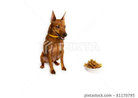 Miniature brown pinscher. A bowl of dog food. White studio background. 81170795