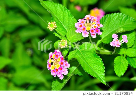 Pink lantana 81170854