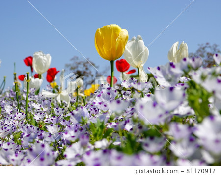 混合鬱金香和nemophila macrata花園景觀 混合鬱金香和nemophila macrata花園景觀 81170912
