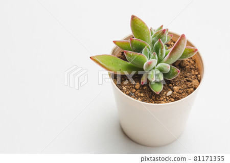 多汁植物 81171355