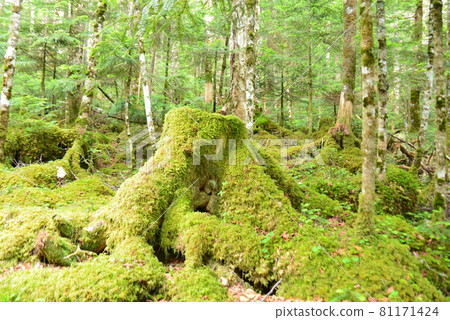白駒之池苔蘚森林 白駒之池苔蘚森林 81171424