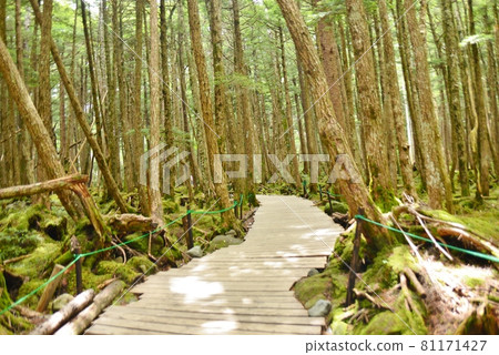 Shirakoma no Ike Moss Forest Boardwalk Shirakoma no Ike Moss Forest Boardwalk 81171427