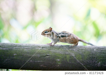 "Chipmunk" wild animals "Chipmunk" wild animals 81171428
