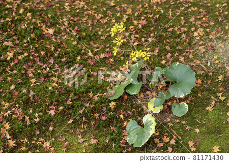 大吳風草 大吳風草 81171430