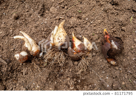 挖出鬱金香球莖 81171795