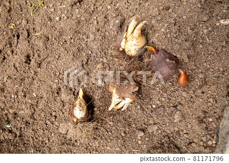 Dig up tulip bulbs 81171796