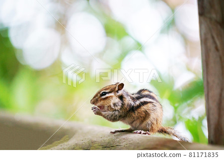“花栗鼠”野生動物 81171835