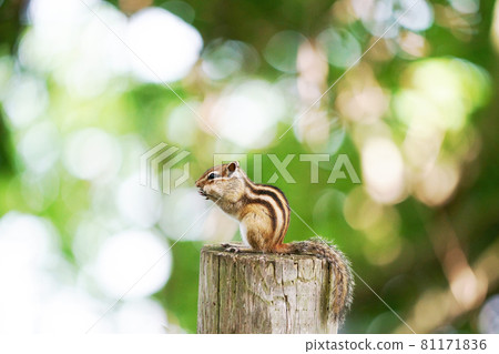 “花栗鼠”野生動物 81171836