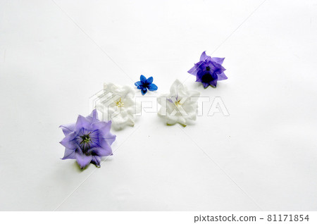 Simple flowers blooming on the table 45 81171854