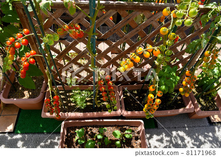 A lovely vegetable garden, colorful cherry tomatoes grown in a planter A lovely vegetable garden, colorful cherry tomatoes grown in a planter 81171968