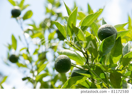 Open-air Sudachi from Tokushima Prefecture 81172580
