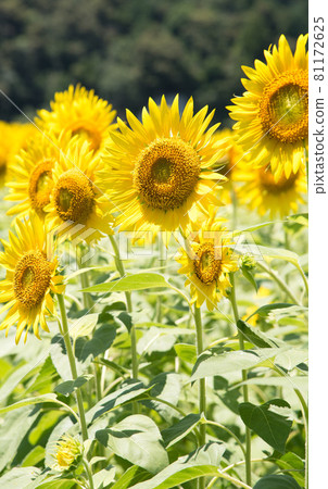Sunflower field, summer image Sunflower field, summer image 81172625