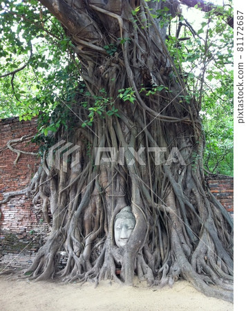 大城府遺址多年來長滿樹木的佛頭 81172687