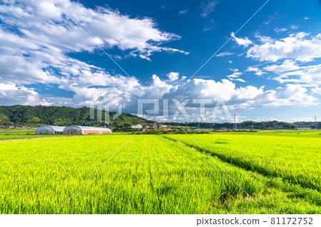 《Tottori Prefecture》 Rural scenery and summer sky / idyllic countryside scenery 81172752