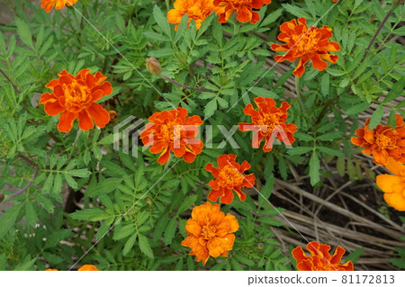 Marigold  81172813