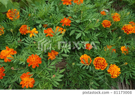 Marigold Marigold 81173008