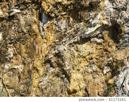 Background with yellow mold on the mountain or rock 81173261