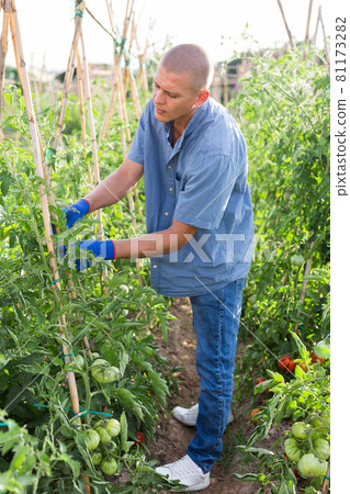 Man roping tomato stems Man roping tomato stems 81173282