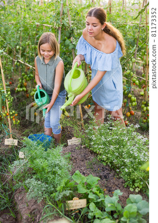 Daughter helps mom and father to water plants from watering can in farm field Daughter helps mom and father to water plants from watering can in farm field 81173352