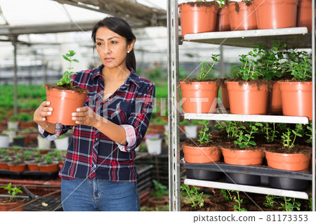 Woman gardener holding a pot with seedlings of spearmint Woman gardener holding a pot with seedlings of spearmint 81173353