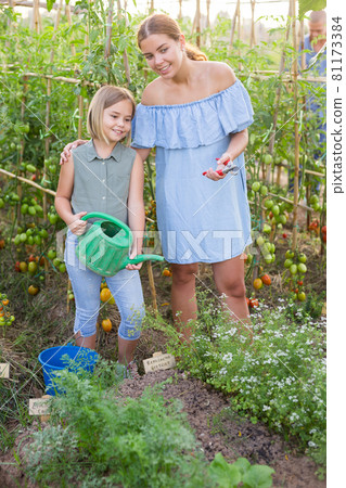 Daughter helps mom and father to water plants from watering can in farm field Daughter helps mom and father to water plants from watering can in farm field 81173384