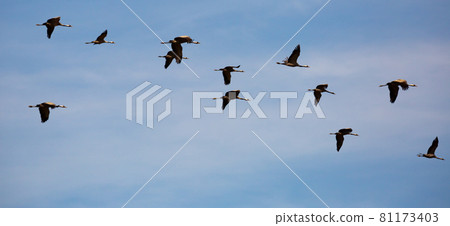 Large flock of cranes flying in sky Large flock of cranes flying in sky 81173403