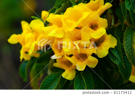 Close-up blossoming of yellow tecoma flowers Close-up blossoming of yellow tecoma flowers 81173412