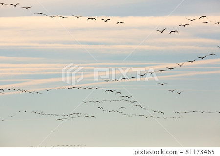 Flock of cranes in flight Flock of cranes in flight 81173465