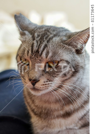 Upper body of Sabatra cat Upper body of Sabatra cat 81173645