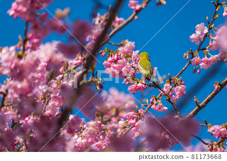 [Matsudayama, Matsuda Town, Kawazu cherry blossoms and white-eye in full bloom] 81173668