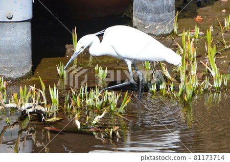 "Little Egret" looking for food (Negawa Greenery Road / Tachikawa Park / Tachikawa City, Tokyo) "Little Egret" looking for food (Negawa Greenery Road / Tachikawa Park / Tachikawa City, Tokyo) 81173714