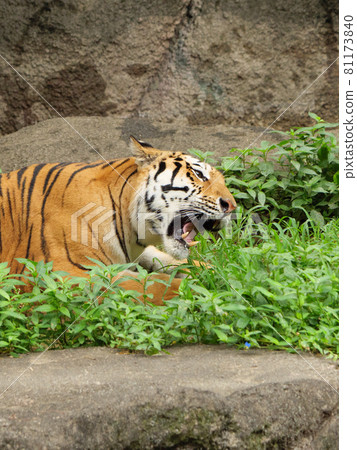 吃草的東北虎的母親 81173840