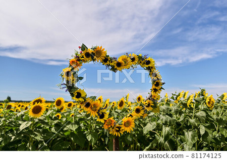 Sunflower village in full bloom 81174125