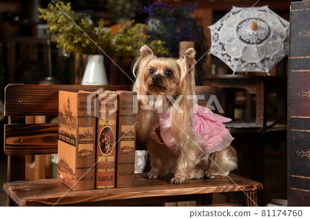 Yorkshire terrier with a retro background 81174760