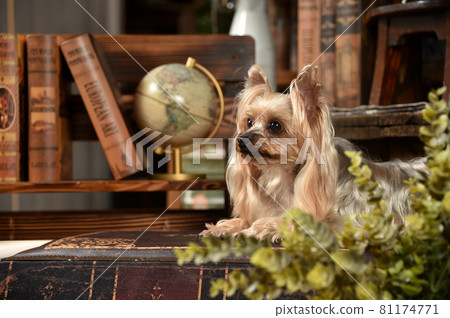 具有復古背景的約克夏犬 81174771