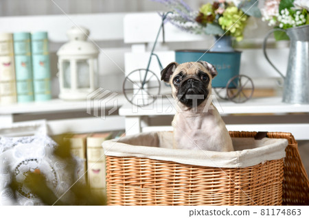 嬰兒哈巴狗的時尚肖像 嬰兒哈巴狗的時尚肖像 81174863