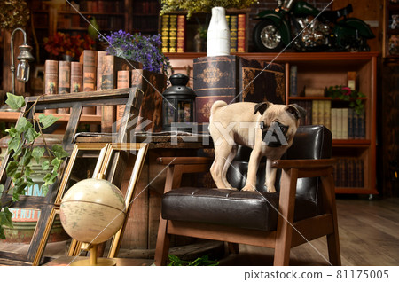 Baby pug recommending in a retro background 81175005