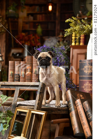 Baby pug recommending in a retro background 81175024