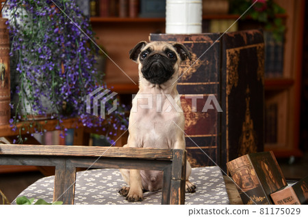 Baby pug recommending in a retro background 81175029