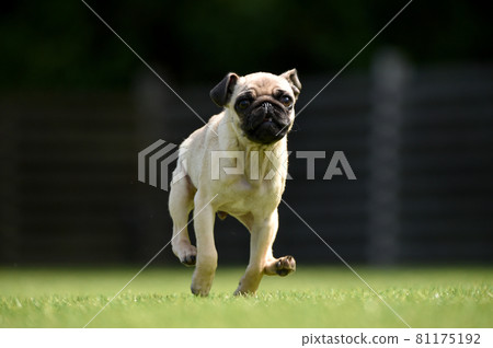 Baby pug playing with a dog run 81175192