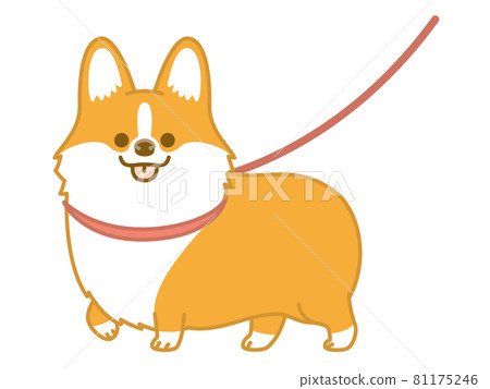Welsh corgi to take a walk 81175246
