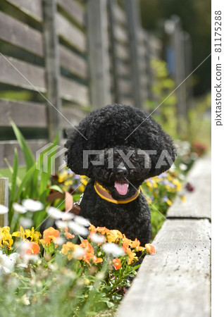 Labradoodle recommended in nature Labradoodle recommended in nature 81175288
